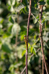 Picture of a yellow dragonfly leaning against a branch