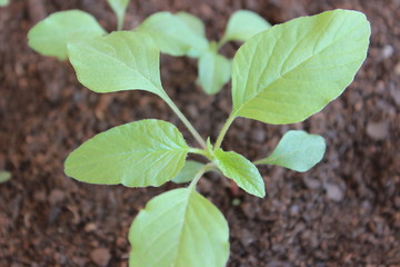 Green child plant (blueberry)