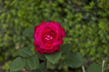 Twig of beauty fragrant velvety red rose, Vidin, Bulgaria 