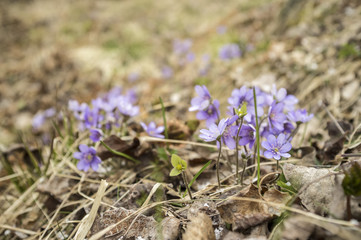 Beautiful purple flowers hepatica dry leaves and grains of snow cold spring.