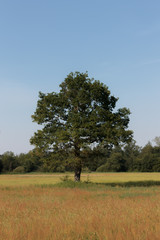 Photo of a tree or group of trees in the distance