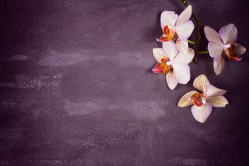Obraz na płótnie Canvas Orchids on gray background with copy space. Flower vintage card, pastel colors. Flat lay, top view. Soft pink toning