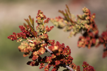 Pistachier terebinthe (Pistacia terebinthus L.)