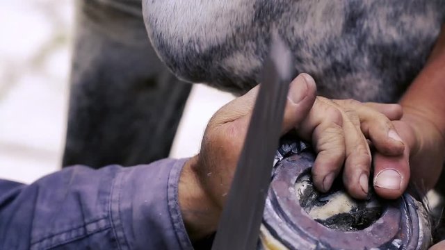 trimming, cleaning, shaping and cutting the excess sole tissue off the horse's hooves using knife in blacksmith shop. Horseshoe maker horseshoeing the horse. Azerbaijan