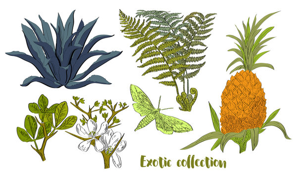 Vector drawn set of exotic plants and fruits in a sketch style. Exotic collection.