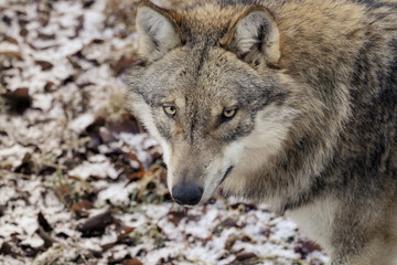 Wolves in the forest