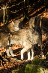 Wolves in the forest