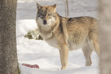 Wolf eats meat in the snow