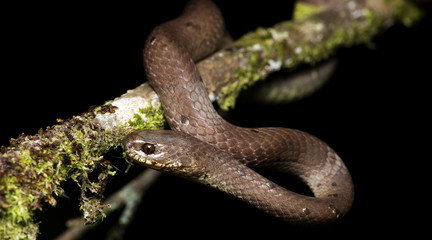 Beautiful brown snake, Pareas