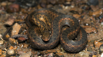 Beautiful snake on ground, Mountain keelback (Amphiesma cf.khasiense)