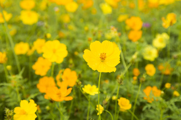 Cosmos flower.