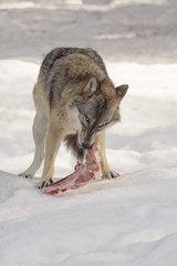 Wolf eats meat in the snow