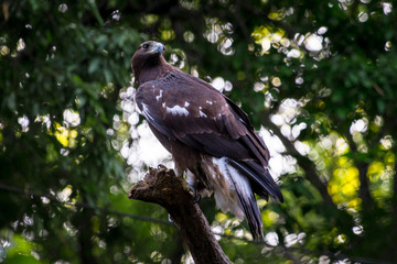 Golden eagle - イヌワシ