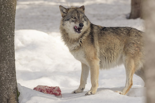 Wolf eats meat in the snow