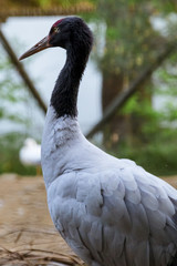 Black-necked Crane - オグロヅル