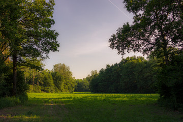 Picture of a clearing in a forest with trees at the sides and sky at sunset