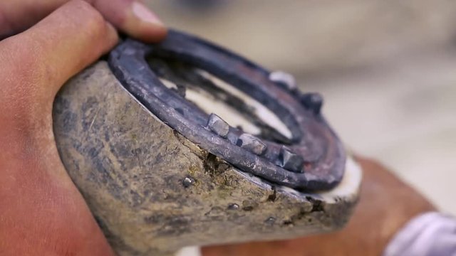 trimming, cleaning, shaping and cutting the excess sole tissue off the horse's hooves using knife in blacksmith shop. Horseshoe maker horseshoeing the horse. Azerbaijan