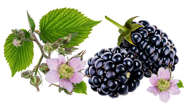 Blackberry and blackberry flower and foliage isolated