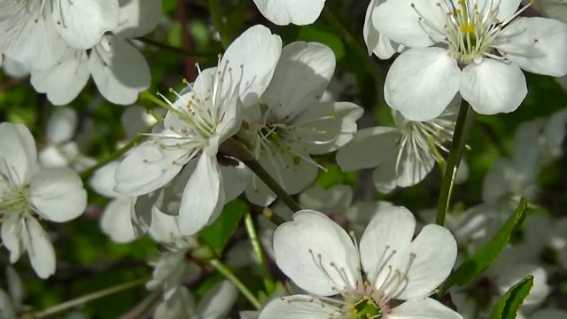 Blossom tree cherry branch flowers close up shooting HD static camera.