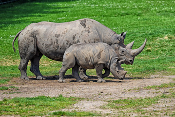 Rhinoceros Mum And Calf