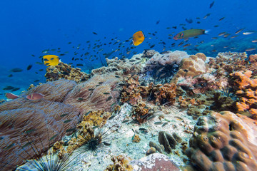 Butterfly fish in the coral reef
