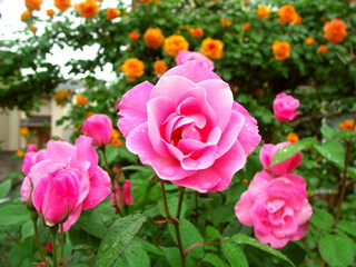雨の日の薔薇の花