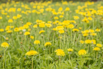 Meadow with beautiful yellow flowers medicinal taraxacum with blurred background.