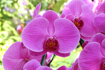 Fototapeta na wymiar pink orchid flower for background