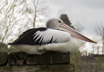 stork