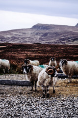 scottish sheap in scotland, sile of skye