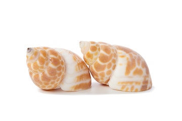 Seashell isolated on white background