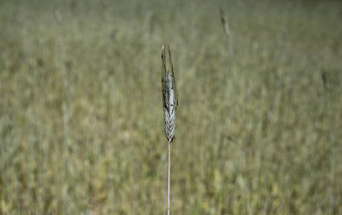 wieś pole kłos zboże © Anna