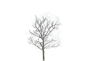 Obraz premium Abstract tree on watercolor background, Tree isolated