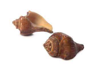 Seashell isolated on white background