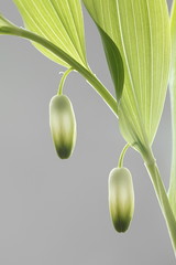 Scented Solomon's seal