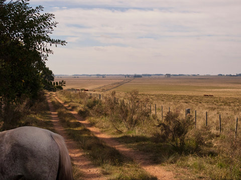 Criollo horse on dirt track, Uruguay
