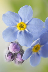 Woodland  forget-me-not