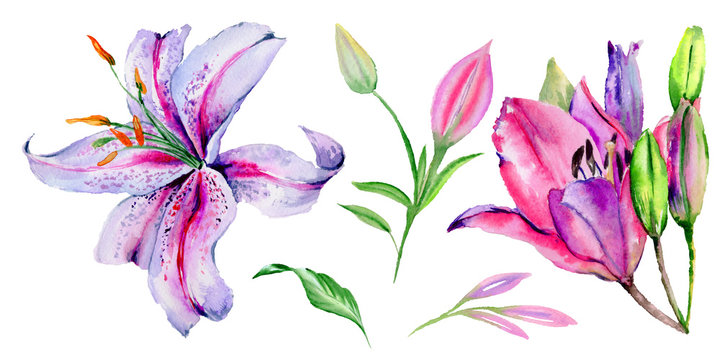 Wildflower lily flower in a watercolor style isolated.