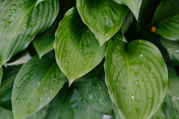 The leaves of Hosta, green background