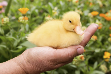 Baby Duck Held in Woman's Hand in The Garden