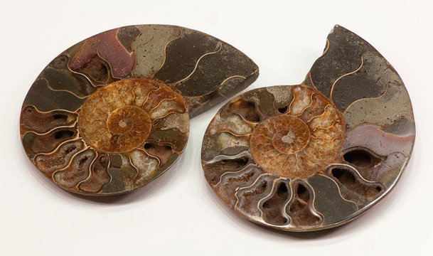Ammonite fossil from Morocco