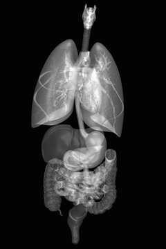 Internal human anatomy and organ systems