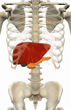 Internal human anatomy and organ systems