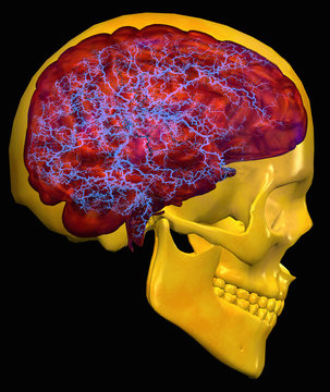 Illustration of human skull overlaid with a brain