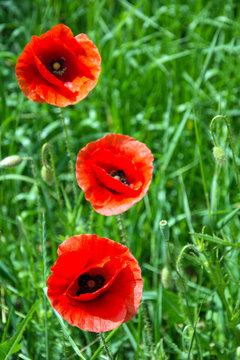 Three vivid red poppy flowers in the grass