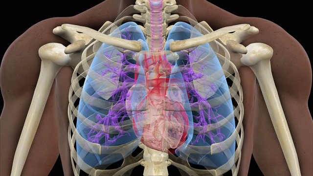 Illustration of a human heart and lungs