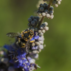 Bumblebee foraging on a flower