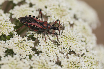 Insect perched on a flower