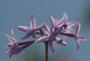 Lilac flowers