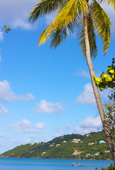 Fototapeta na wymiar Morning on St Thomas Island near Magens Bay, US VI. Tall palm on the beach and mountains on horizon.
